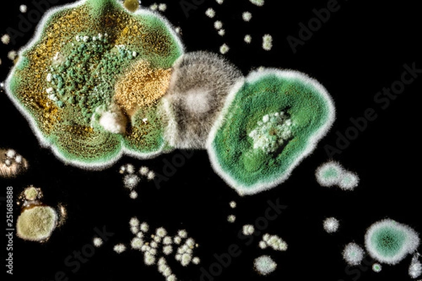 Fototapeta development of fungal mold in food, green mold on black white background, microbiology macro abstract background