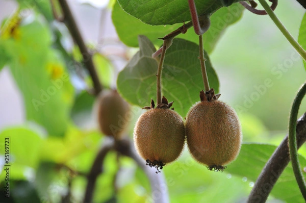 Fototapeta Growing kiwi