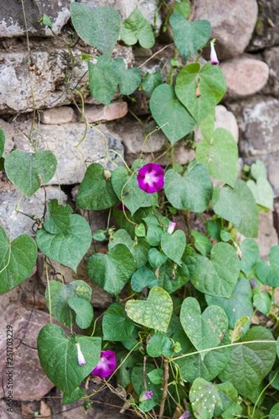 Fototapeta Qingshan pass the Great Wall's "General Administration" autumn scenery