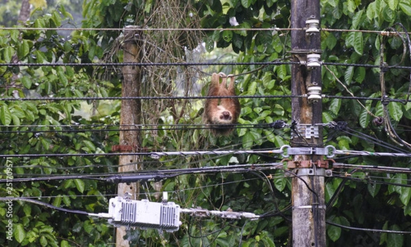 Obraz Two toed sloth 