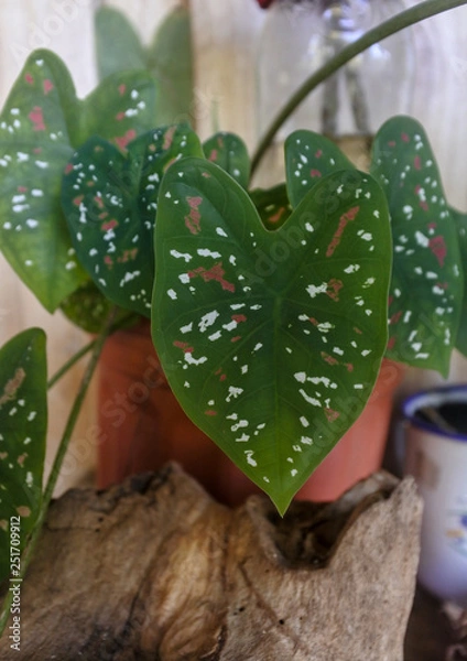 Obraz Many color dot plant