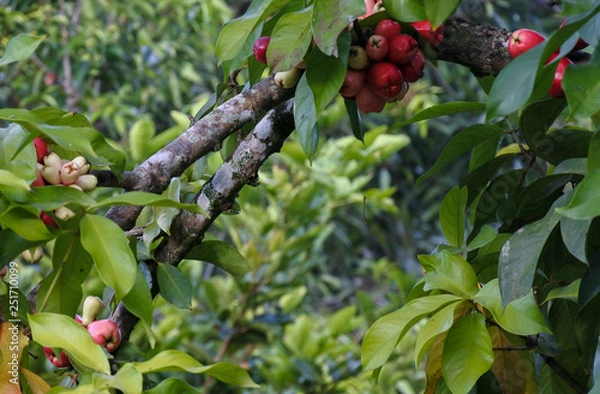 Obraz Water apple tree