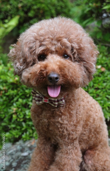 Fototapeta かわいいプードル