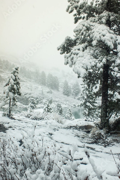 Fototapeta Winter in coniferous forest. Snow on pines, cold weather and frost