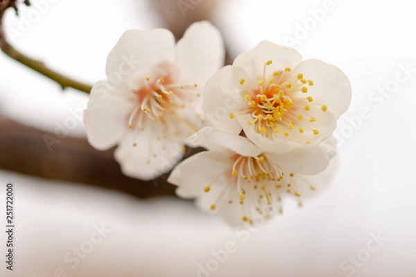 Fototapeta 梅の花