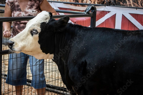 Obraz Woman Feeds a Black and White Cow at a Petting Zoo at the San Diego County Fair, California, USA