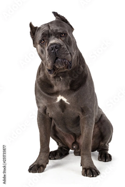 Obraz Cane Corso dog on white background