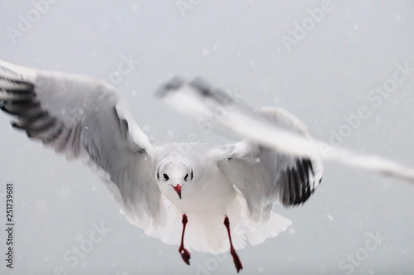 Obraz A black-headed gull in flight