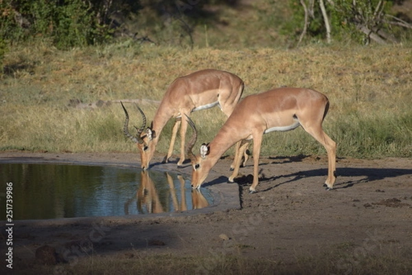 Obraz 水を飲むインパラ