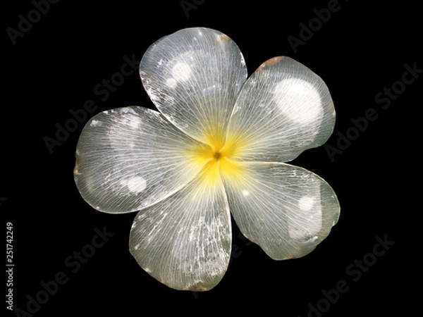 Obraz White frangipani flower be immersed in water and crumble to transparent color isolated on black background.