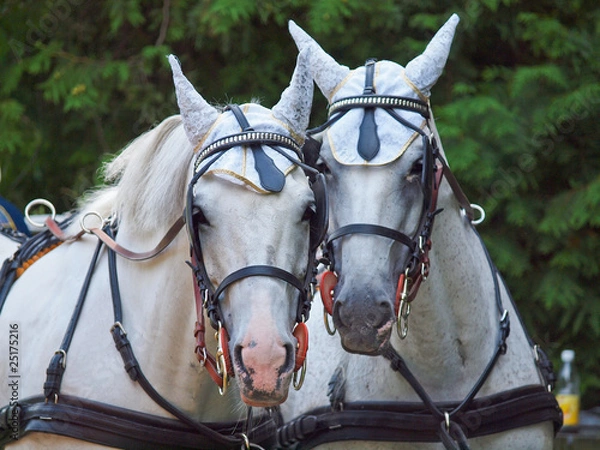 Obraz Pferdeliebe III