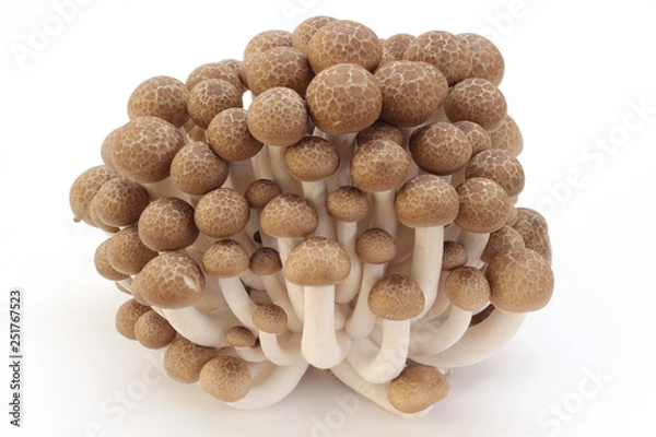 Obraz ぶなしめじ