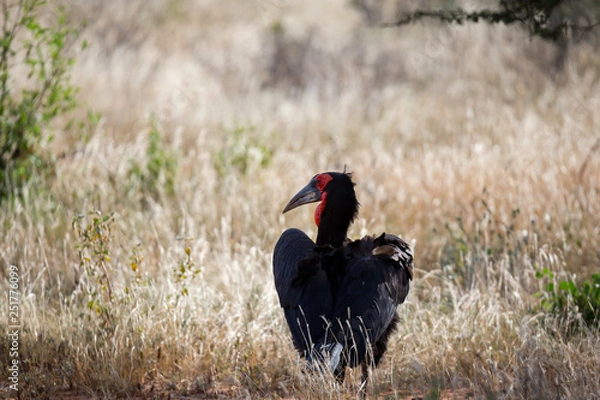 Fototapeta Big black bird with a red face in the grass