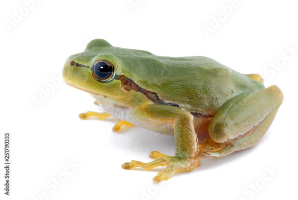 Obraz Green tree frog isolated on white background