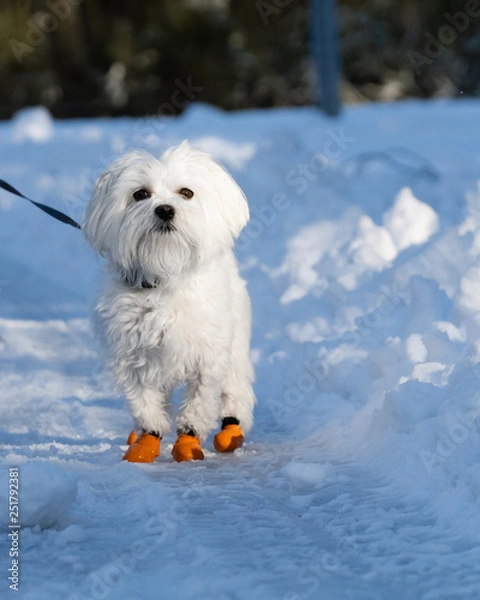 Obraz Maltese in Snow