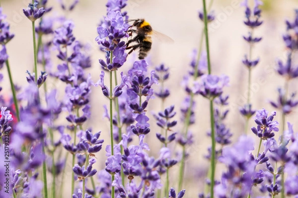 Fototapeta Lavender angustifolia, lavandula in sunlight in herb garden with honey bee