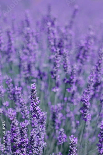 Fototapeta Lavender violet flowers