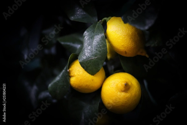 Obraz Fresh lemons on dark background. Ripe lemon on bushes with green leaves. Fresh ripe lepon concept.