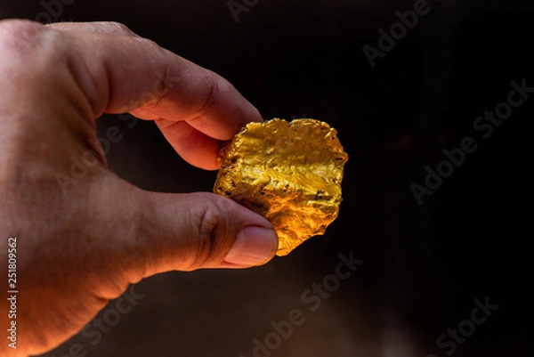 Fototapeta  pure gold ore found in the mine is in the hand