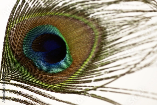 Fototapeta peacock feather close up