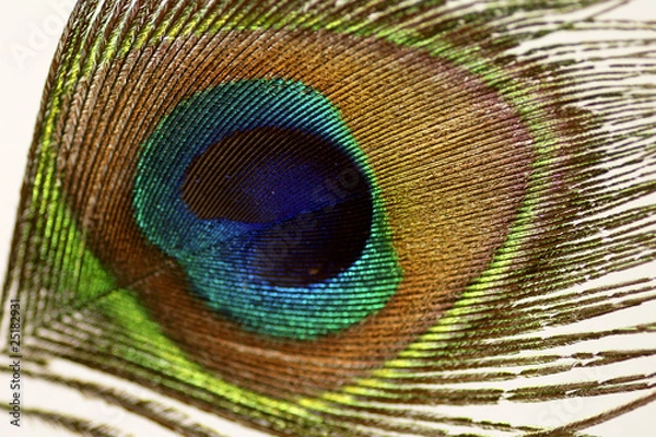 Fototapeta peacock feather front view