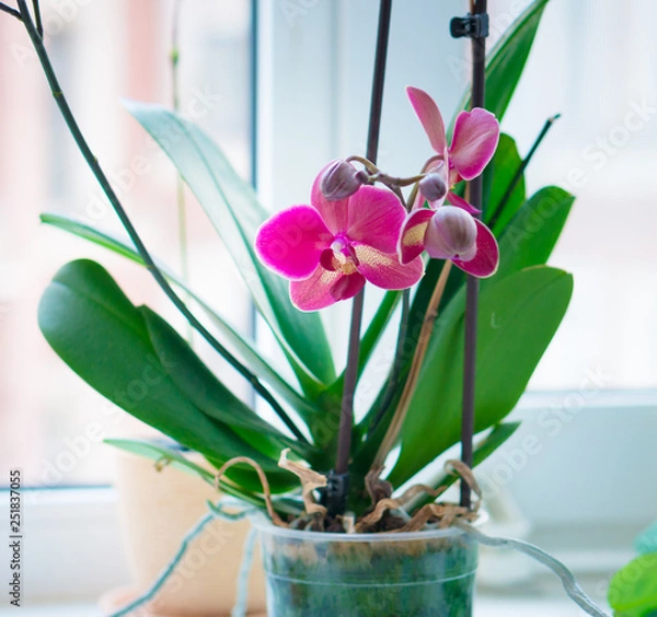 Obraz Home orchid in pot standing on window-sill