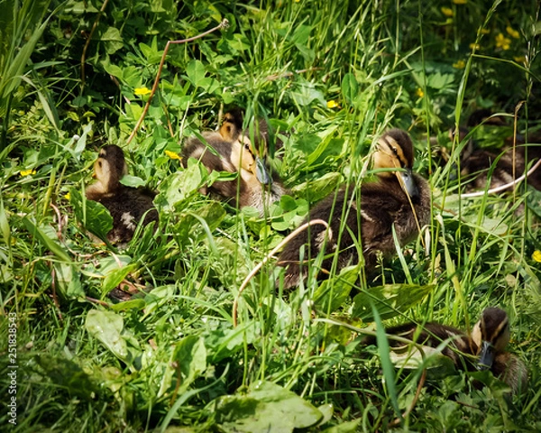 Obraz Pretty duckling on the lake