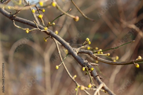Obraz Frühling im Park