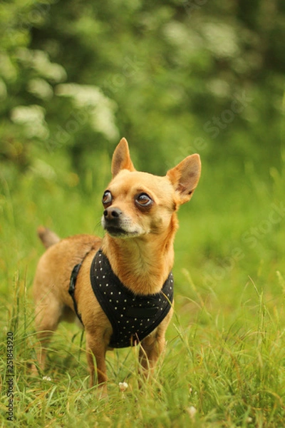 Fototapeta A portrait picture of the chihuahua dog during the walk in the nature.