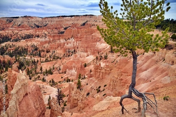 Fototapeta Bryce Canyon with tree