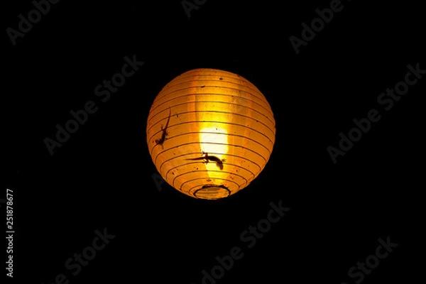 Obraz Gekko inside a lamp