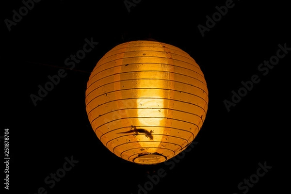 Obraz Gekko inside a lamp