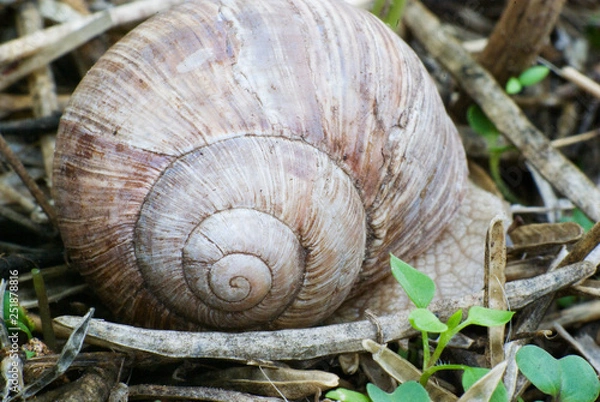 Obraz Helix pomatia