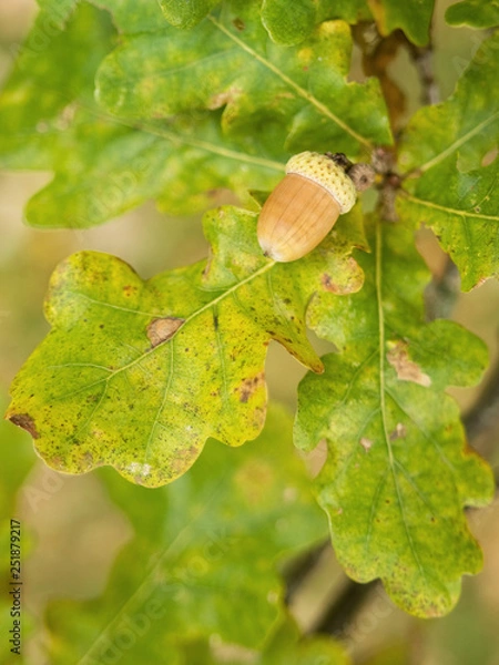 Obraz Acorn