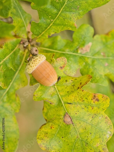 Obraz Acorn on tree