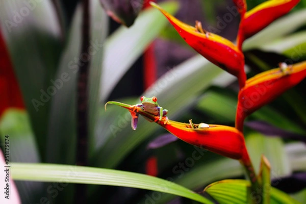 Obraz Frog relaxing on the leaves