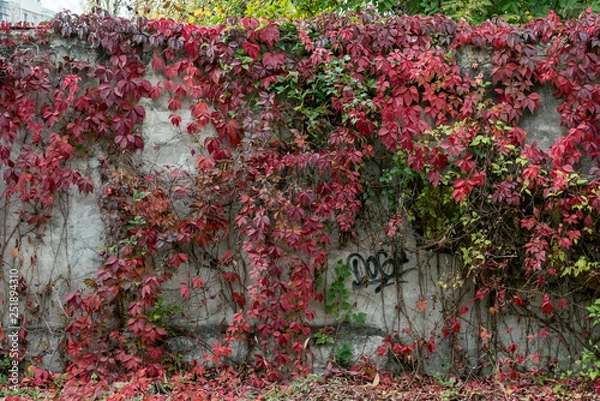 Obraz mur