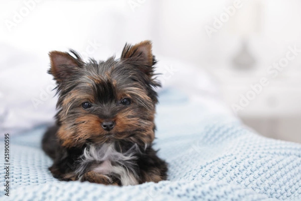 Fototapeta Cute Yorkshire terrier puppy on bed, space for text. Happy dog