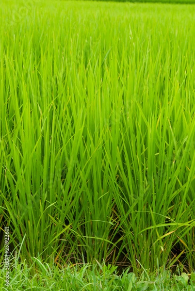 Fototapeta 初夏の水田の稲	