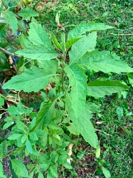 Fototapeta Planta pequeña de epazote