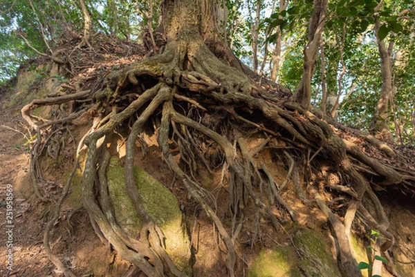 Fototapeta 木の根