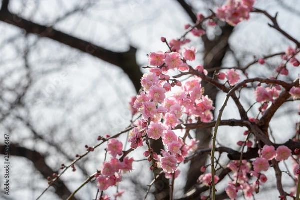 Fototapeta Plum blossoms at Sumida Park, Taito Ward, Tokyo, Japan