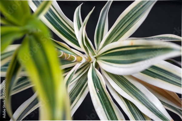 Obraz green fresh plants, leaves pattern