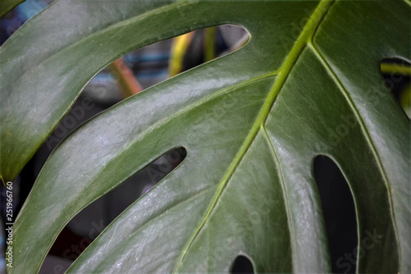 Obraz green fresh plants, leaves pattern