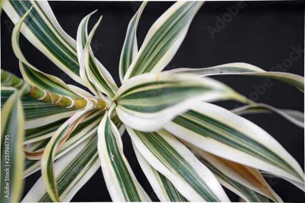 Obraz green fresh plants, leaves pattern