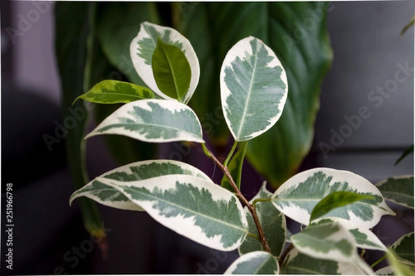 Obraz green fresh plants, leaves pattern