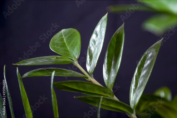 Fototapeta green fresh plants, leaves pattern