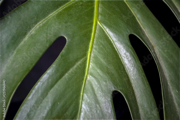 Obraz green fresh plants, leaves pattern