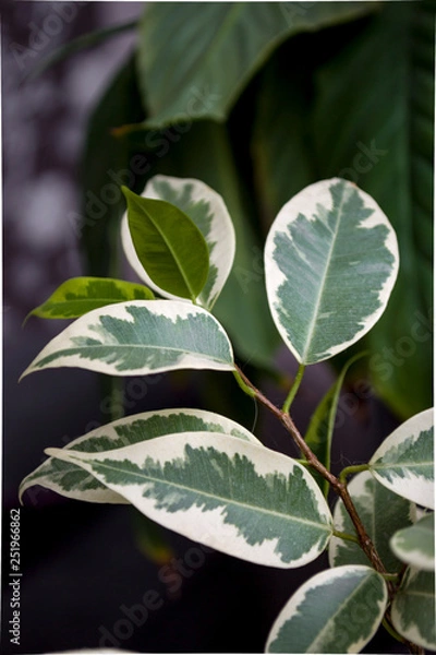 Obraz green fresh plants, leaves pattern