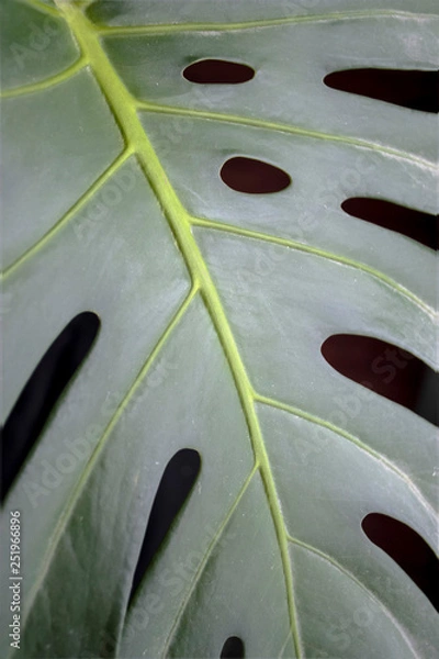 Fototapeta green fresh plants, leaves pattern